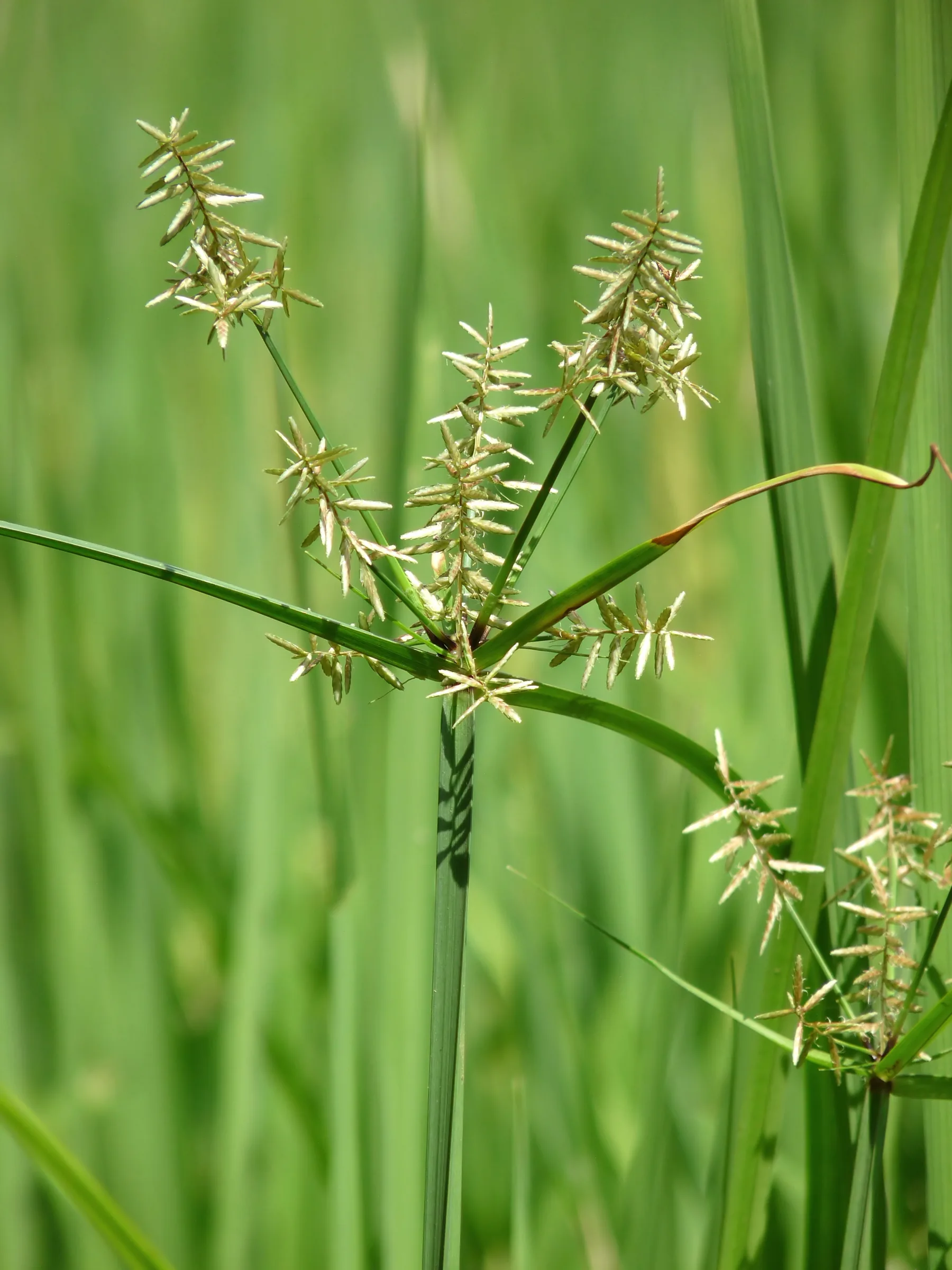 Raíces de una planta extendiéndose en la tierra
